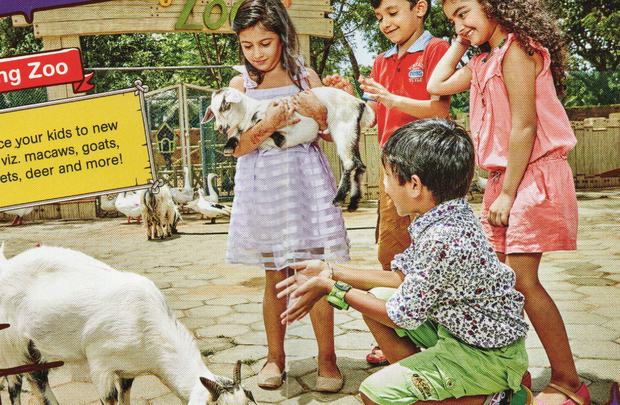 Petting Zoo